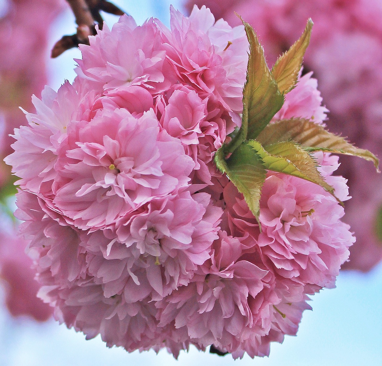 Cluster of fluffy pink cherry blossoms with ruffled petals and green leaves