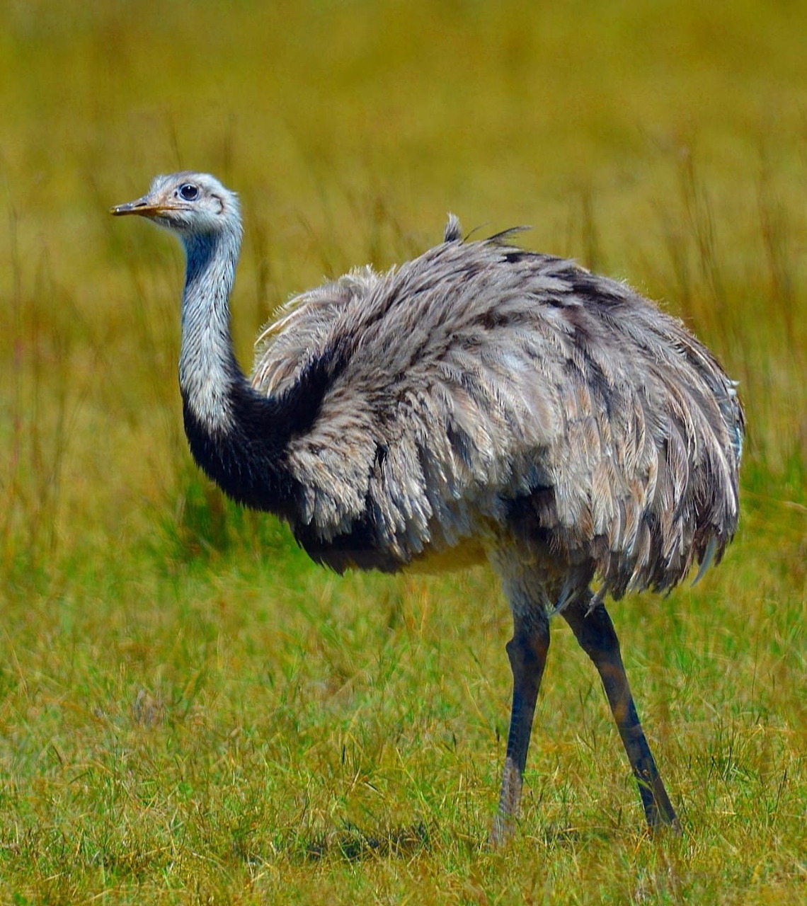 Gray rhea bird standing in green grass with blurred yellow background