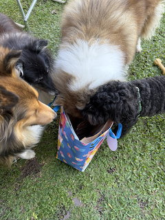 Dogs Opening Present Together