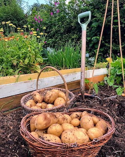 Freshly Dug Potatoes