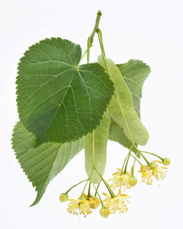 Linden tree branch with green leaves, seed pods, and small yellow flowers on white background