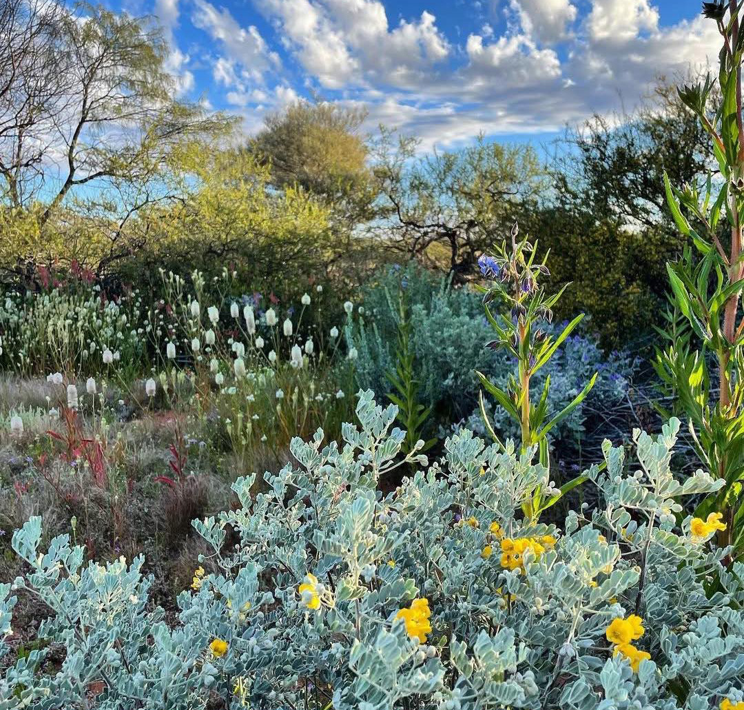 Silvery shrubs and native wildflowers in an Australian outback landscape under a blue cloudy sky