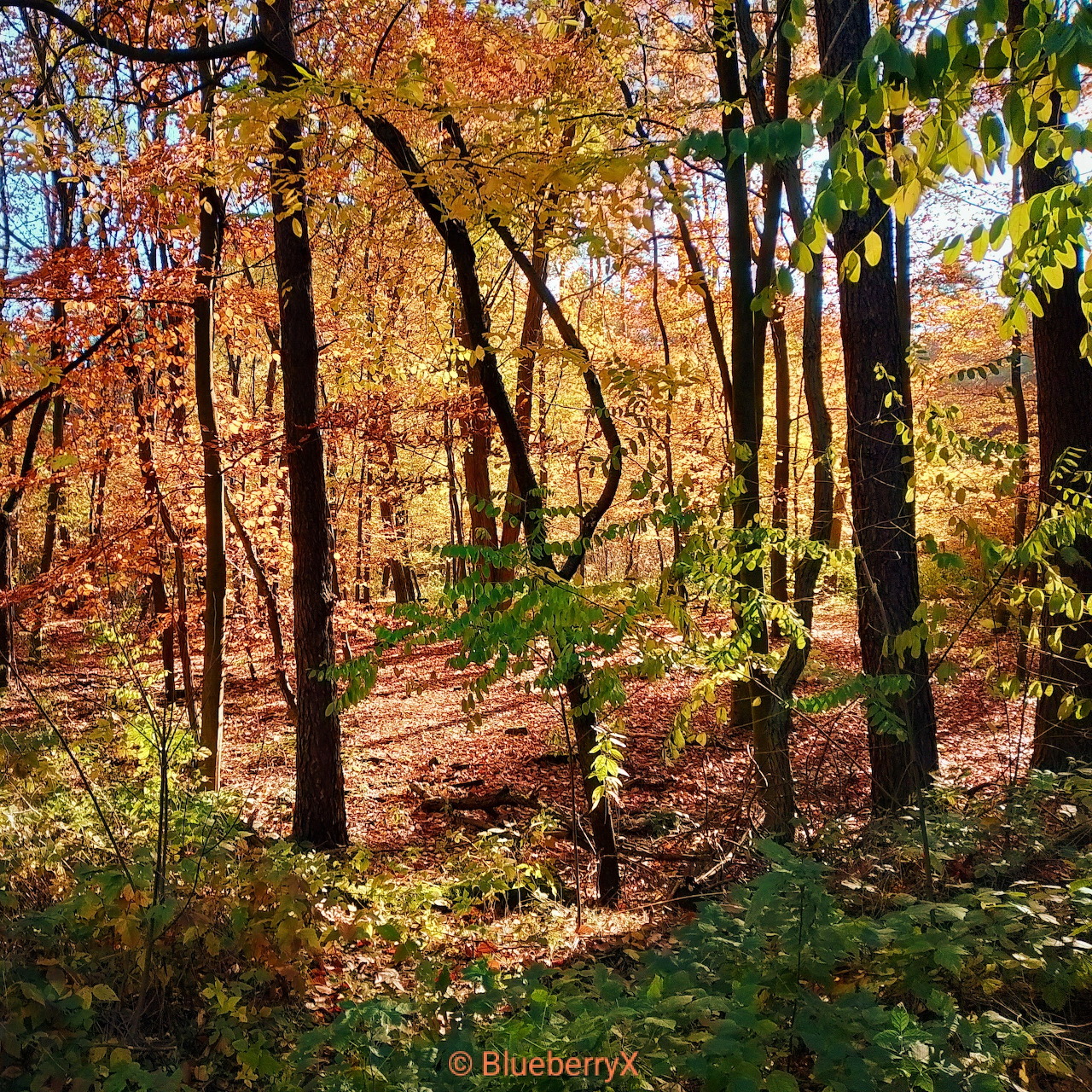 Sunlit autumn forest with golden leaves and dark tree trunks along a woodland trail