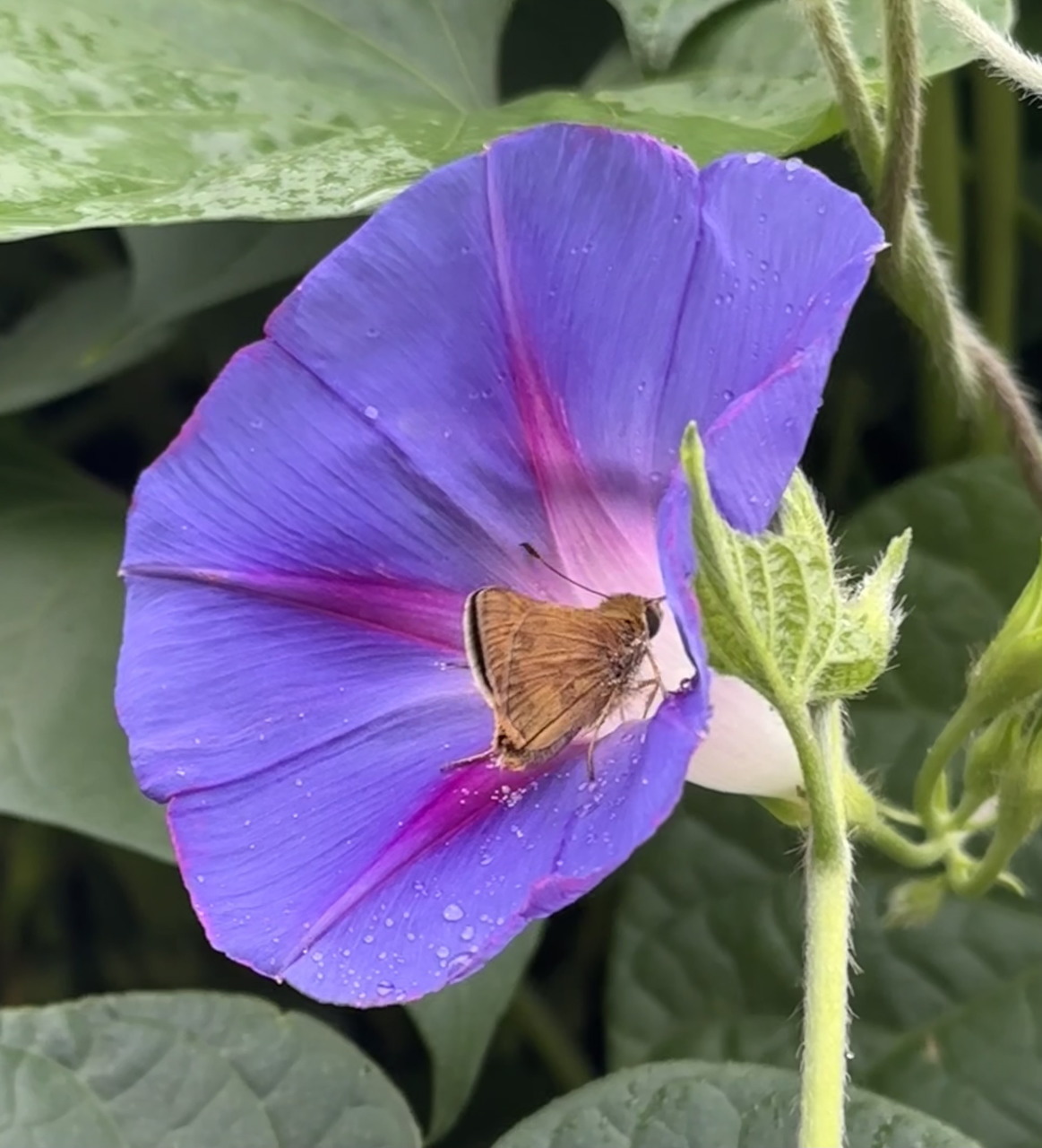 Moth resting on a blue morning glory flower with green leaves