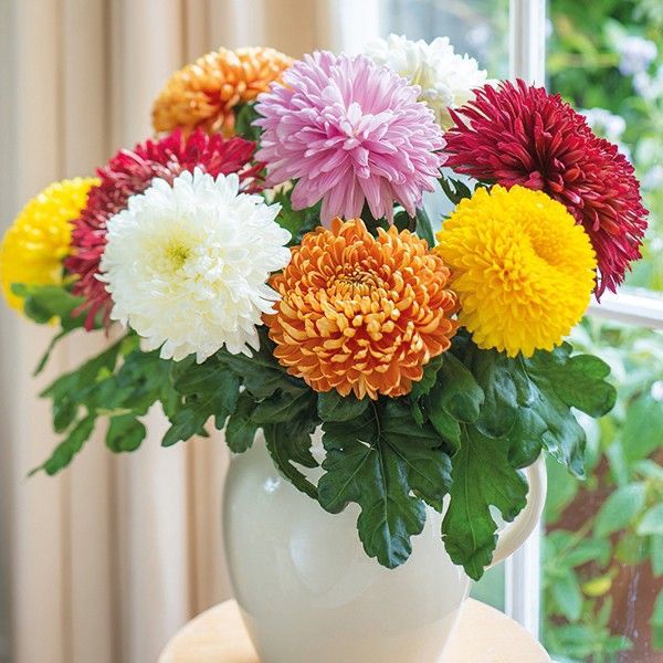 Colorful chrysanthemum flowers in various colors arranged in white vase