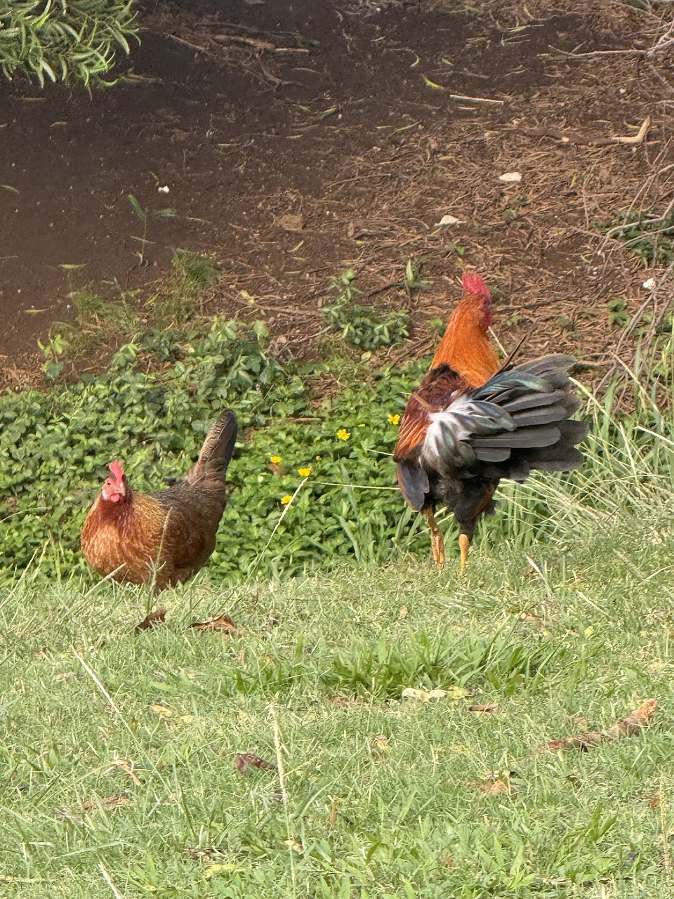 A rooster with red and black plumage and a brown hen standing on green grass outdoors.