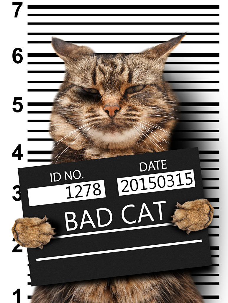 Grumpy tabby cat holding a Bad Cat placard in front of a police lineup chart.