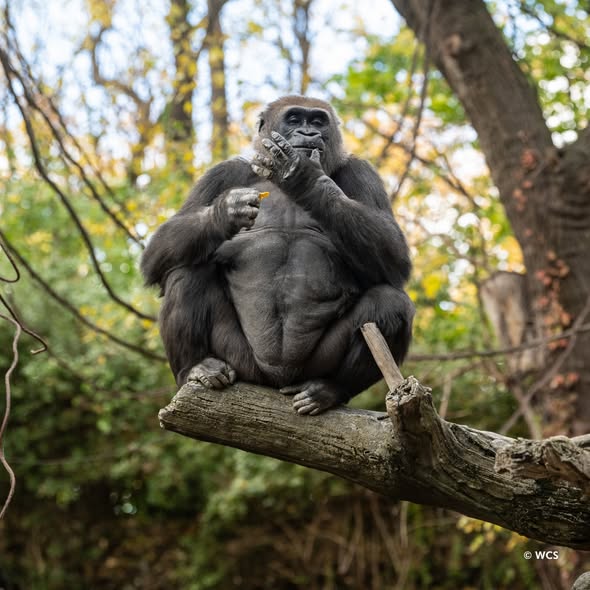 Western lowland gorilla sitting on a tree branch in a forest setting