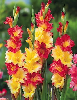 Red and yellow gladiolus flowers with green leaves in a garden setting
