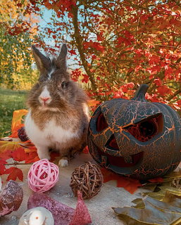 Brown and white rabbit next to a black carved pumpkin with autumn leaves and fall decorations