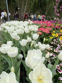 White Tulips Garden