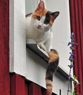 Calico cat sitting on white window sill with purple flowers beside red wall