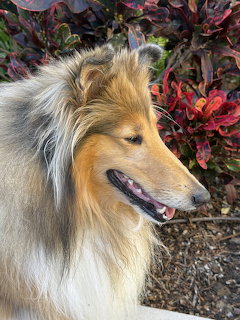 Portrait of a sable and white Collie dog with long fluffy coat in profile view