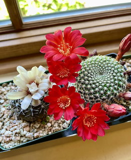 Cactus Blossoms