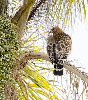 Red-shouldered hawk perched on a palm branch beside palm fruit