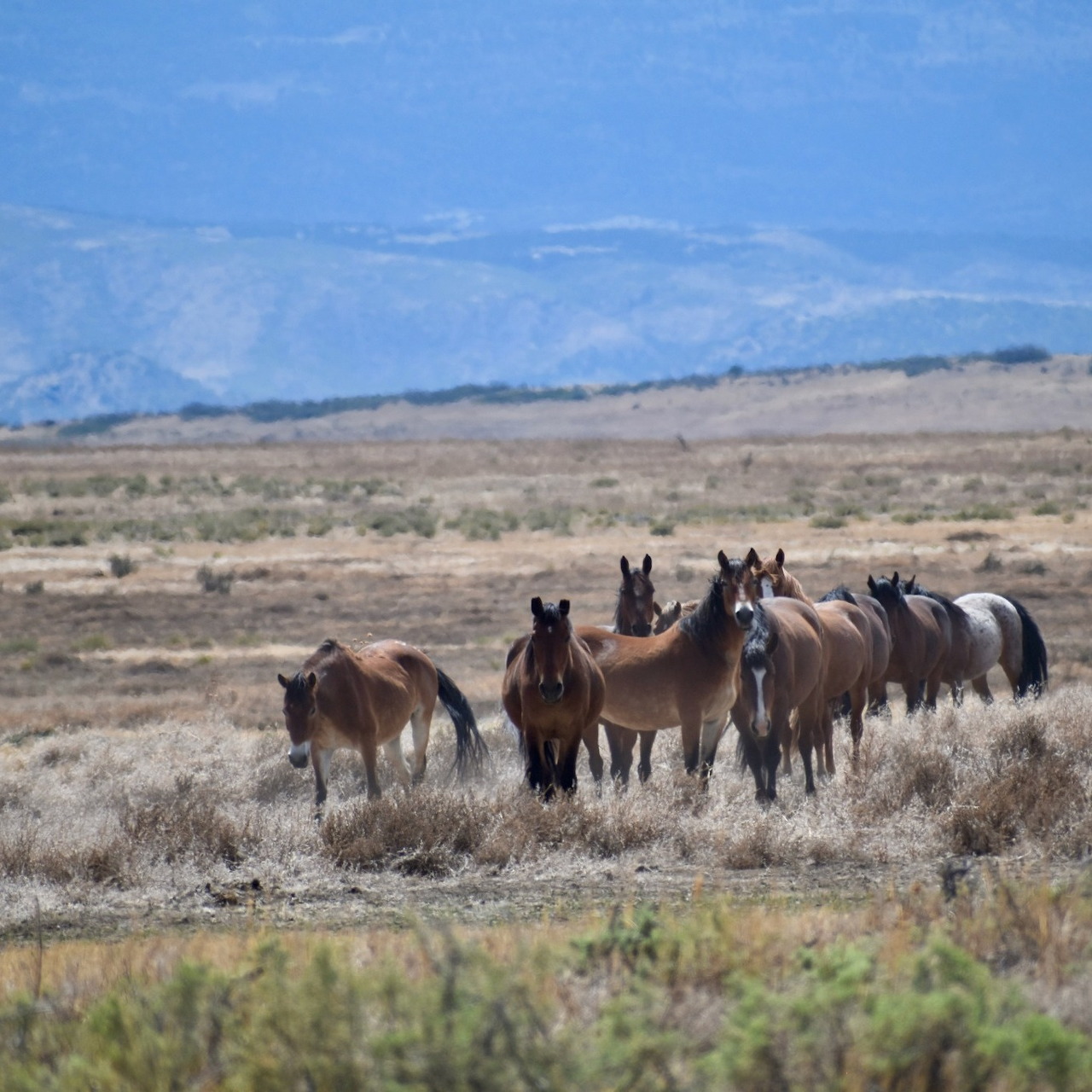 Wild Horses Plain