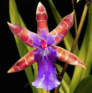 Close-up of a purple orchid with spotted orange-pink petals and green leaves