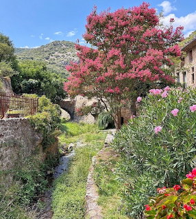 Pink flowering oleander tree beside a stone-lined stream in a lush garden with old stone buildings and hills