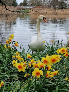 Swan Among Daffodils