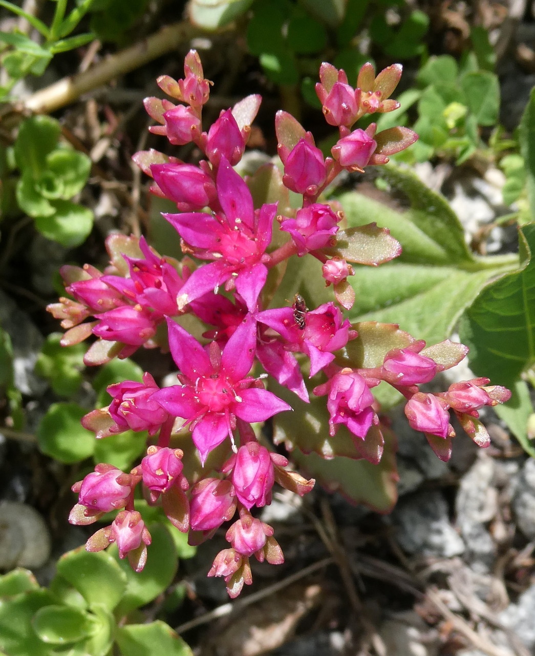 Close-up photo of a blooming flower with colorful petals
