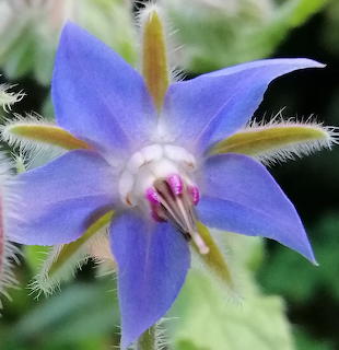 Blue star-shaped borage flower with fuzzy stem and pink stamens in center