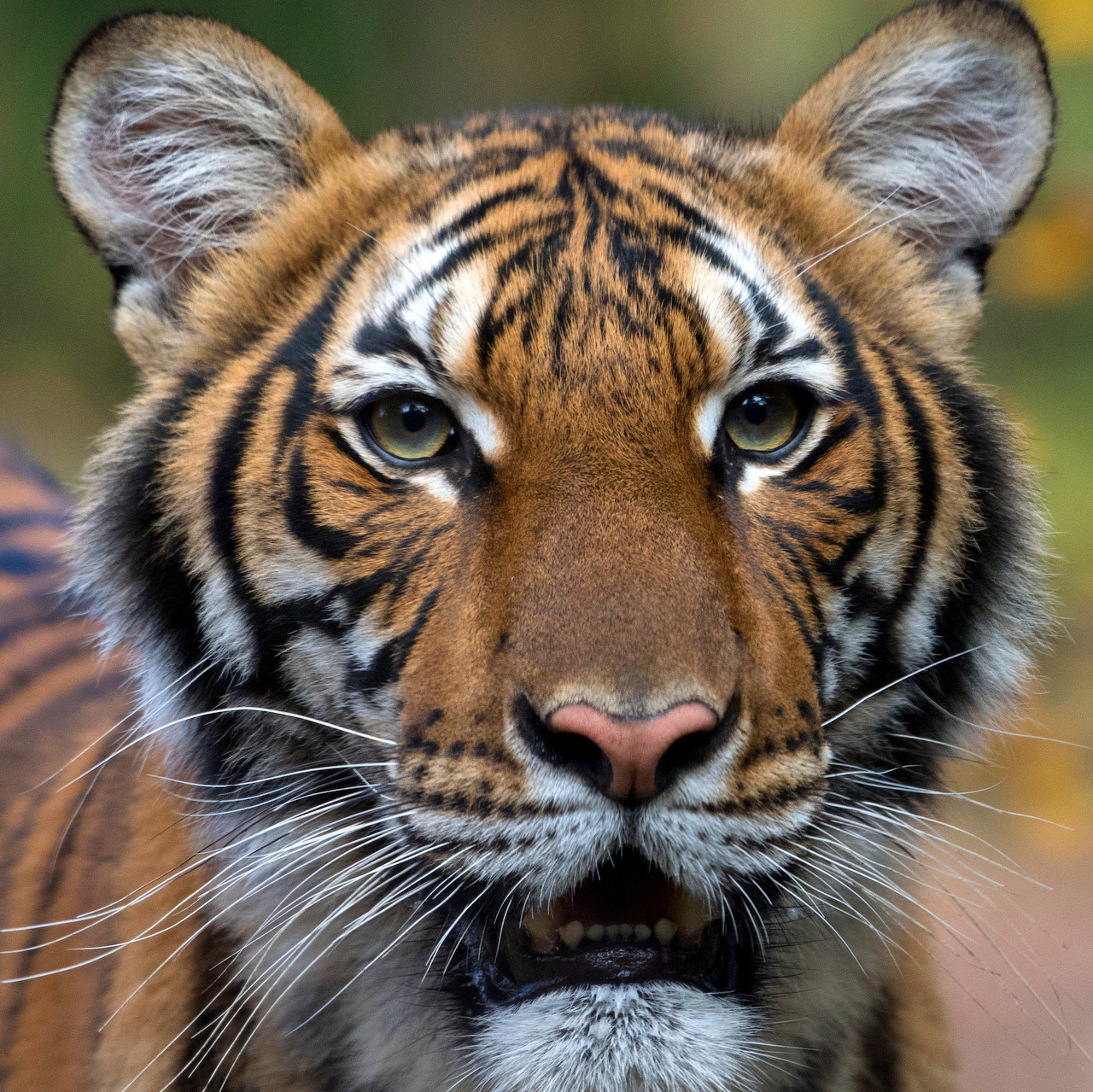 Close-up of a tiger's face looking directly at the camera