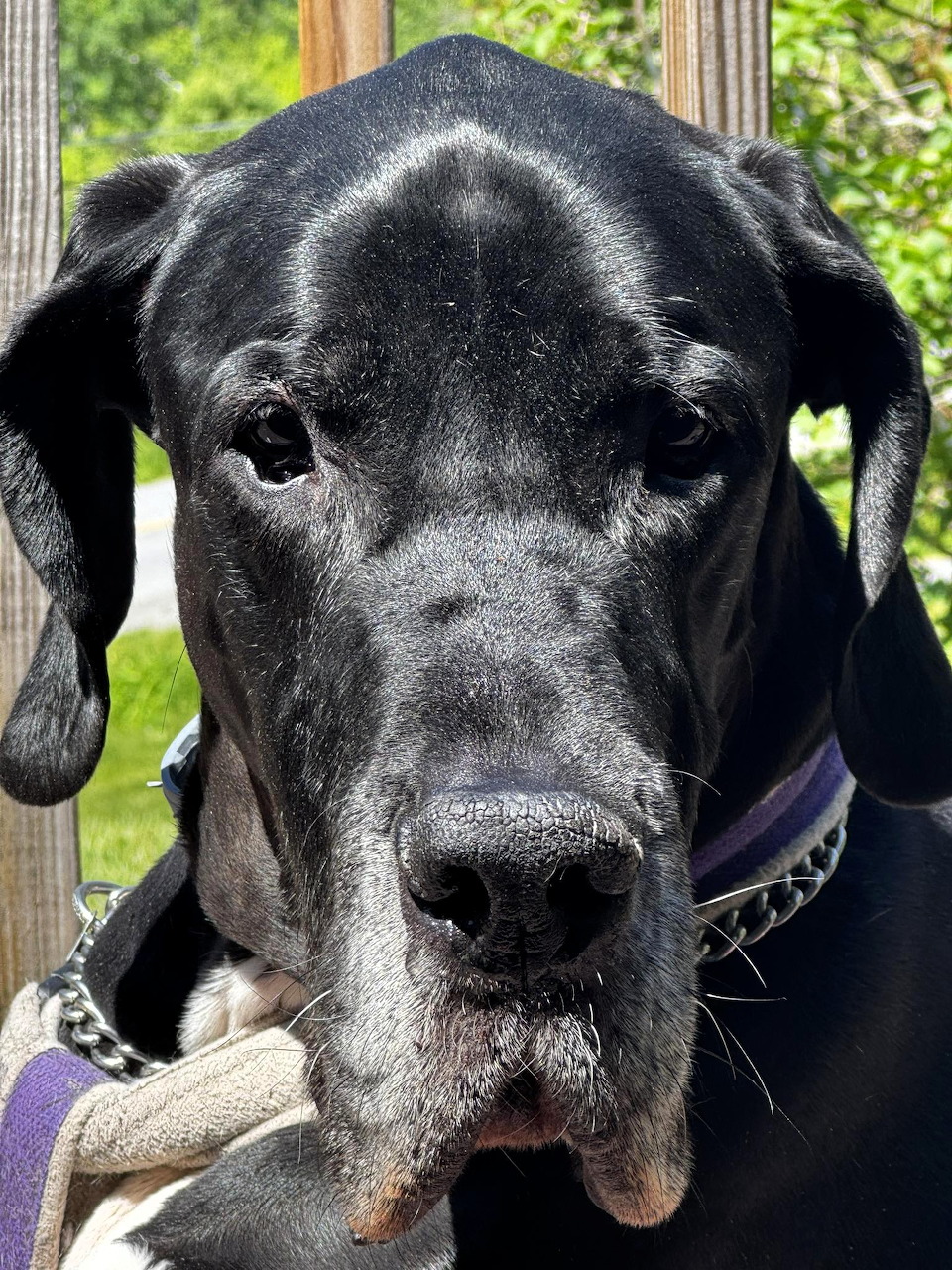 Close-up of a black Great Dane dog with gray muzzle looking at camera outdoors