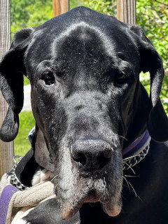 Black Great Dane Dog