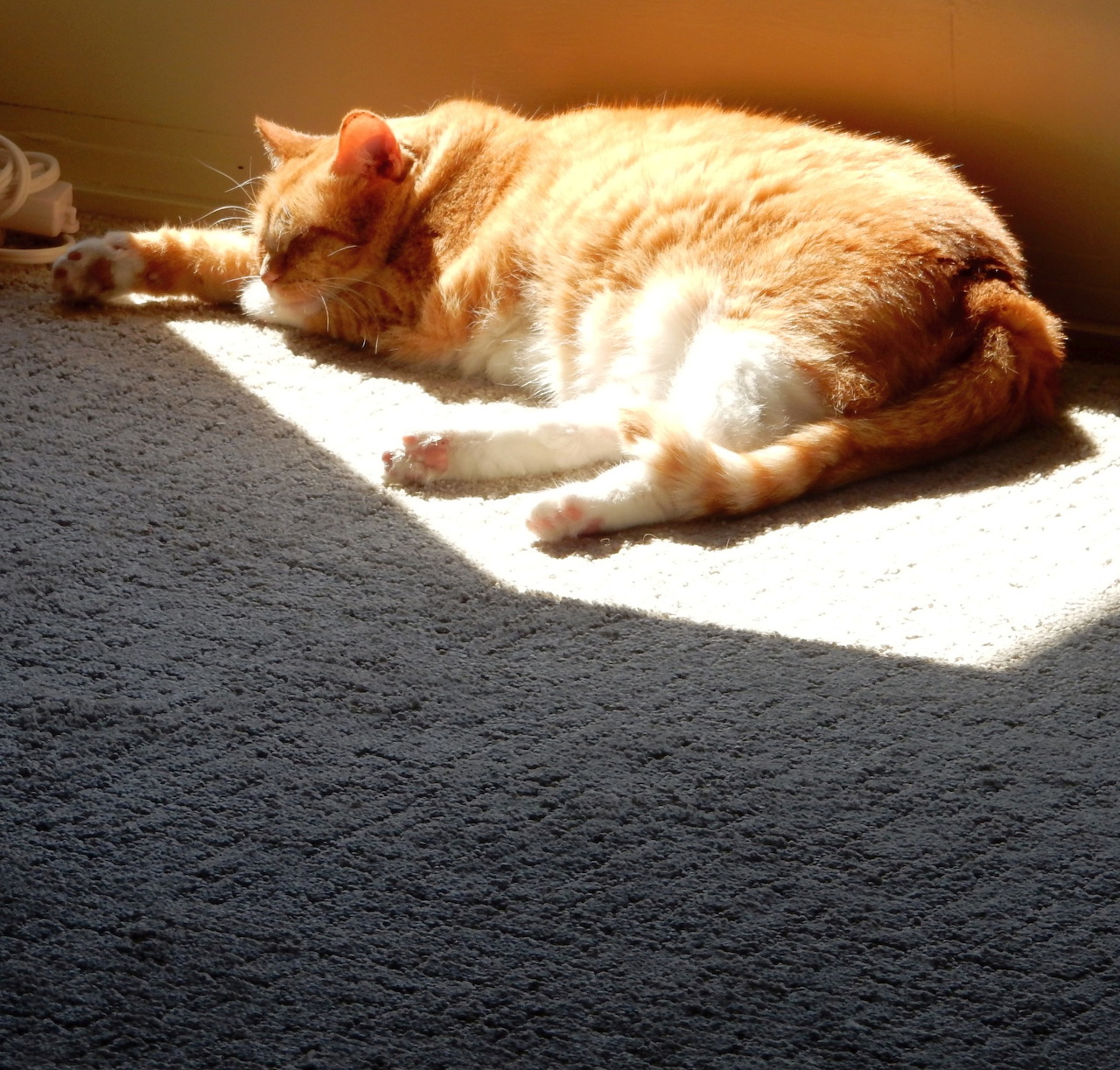 Orange and white cat sleeping on gray carpet in a sunbeam