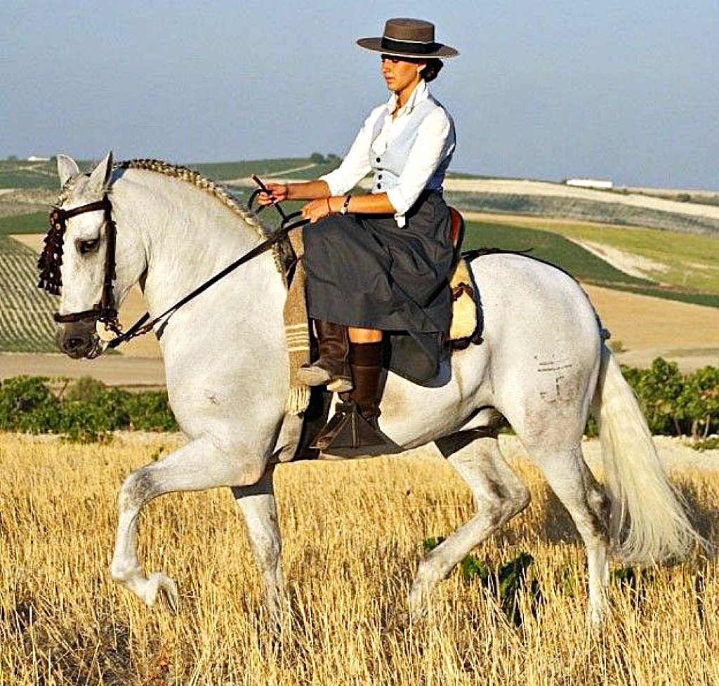 Spanish Sidesaddler