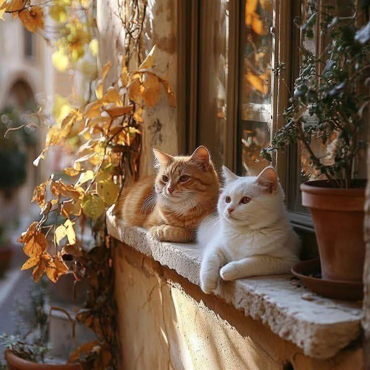 Orange and white cats sitting on a windowsill with autumn leaves and plants
