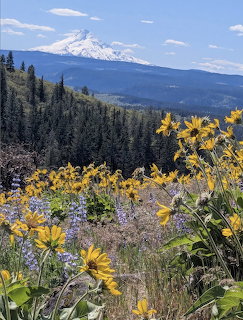 Yellow wildflowers and purple lupines with snow-capped Mount Hood and forested hills in the background