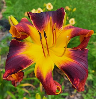 Burgundy and yellow daylily flower with ruffled petals against blurred green background