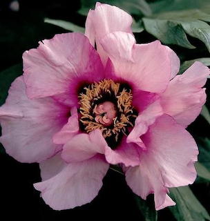 Pink Peony Flower