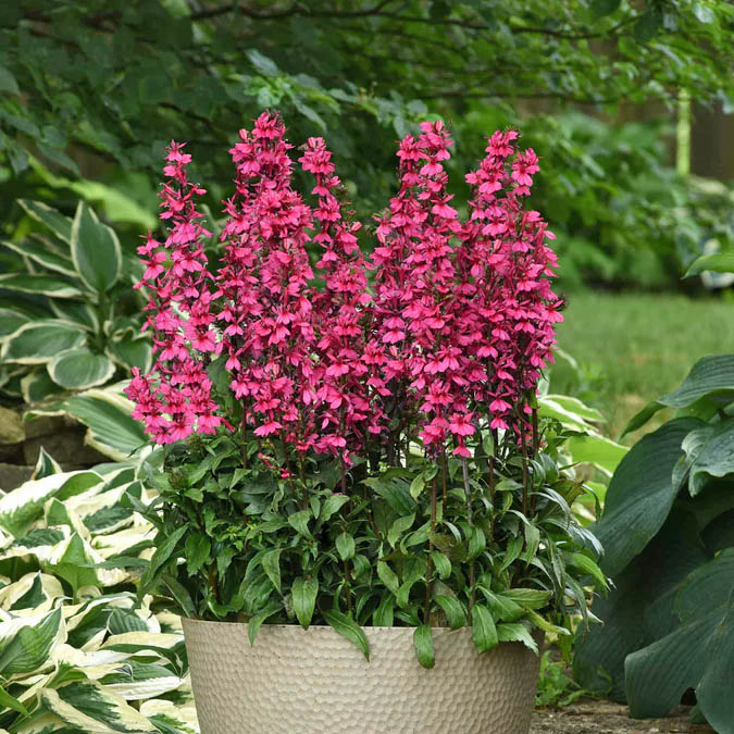 Pink Potted Flowers