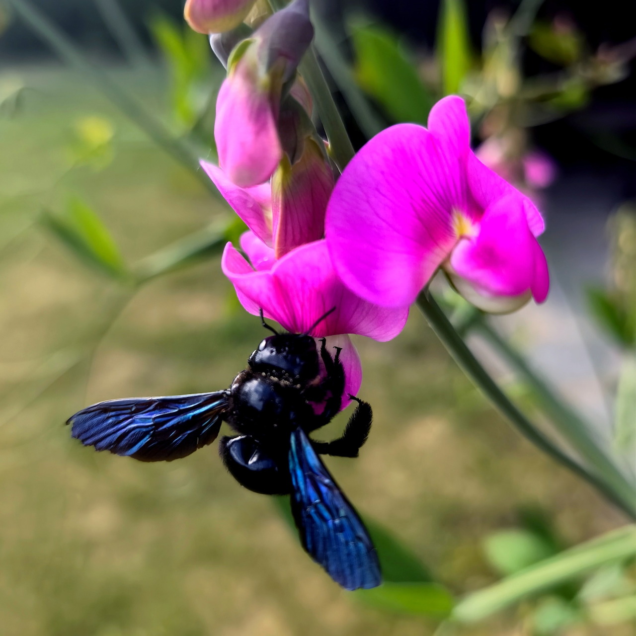 Black bee on a vivid pink flower in a garden close-up