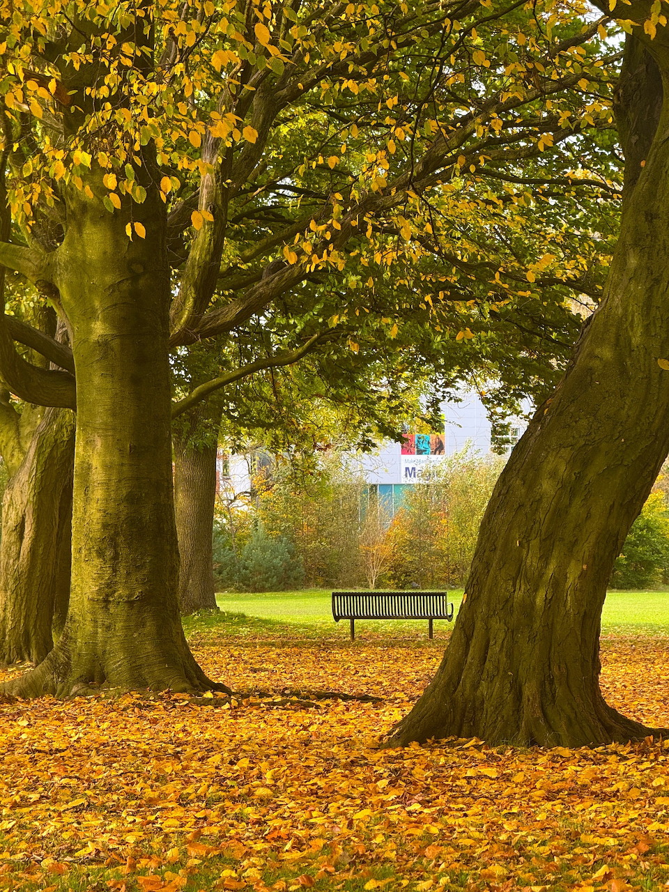 Park bench beneath large trees surrounded by golden autumn leaves.