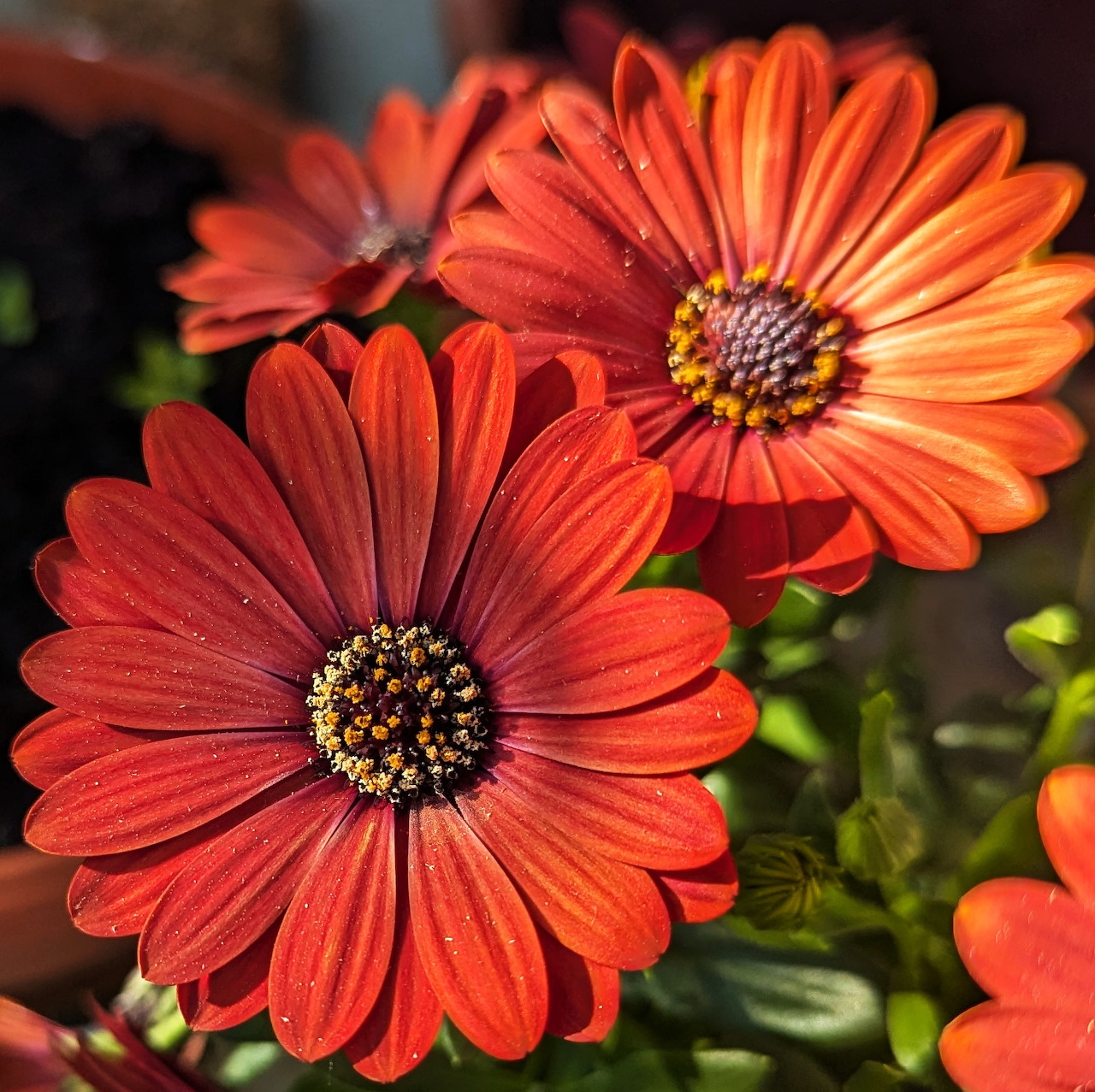 Close-up of bright orange Cape daisy flowers with dark centers and radiating petals in sunlight