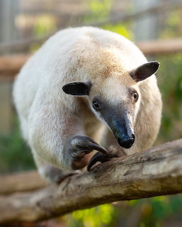 Southern Tamandua anteater with cream fur and dark snout on a branch