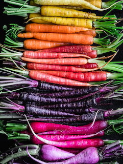 Colorful heirloom carrots arranged in horizontal rows on a dark background