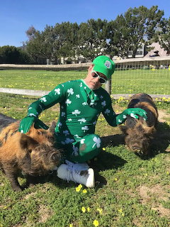 Man in green shamrock clothing kneeling with two brown pigs on grass outdoors