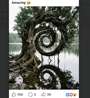 Tree with branches forming concentric spirals over a still lake reflection