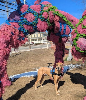 Tan greyhound standing under a tree covered in bright knitted yarn wraps outdoors