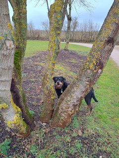 Black Dog by Trees