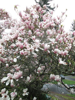Magnolia Tree in Bloom