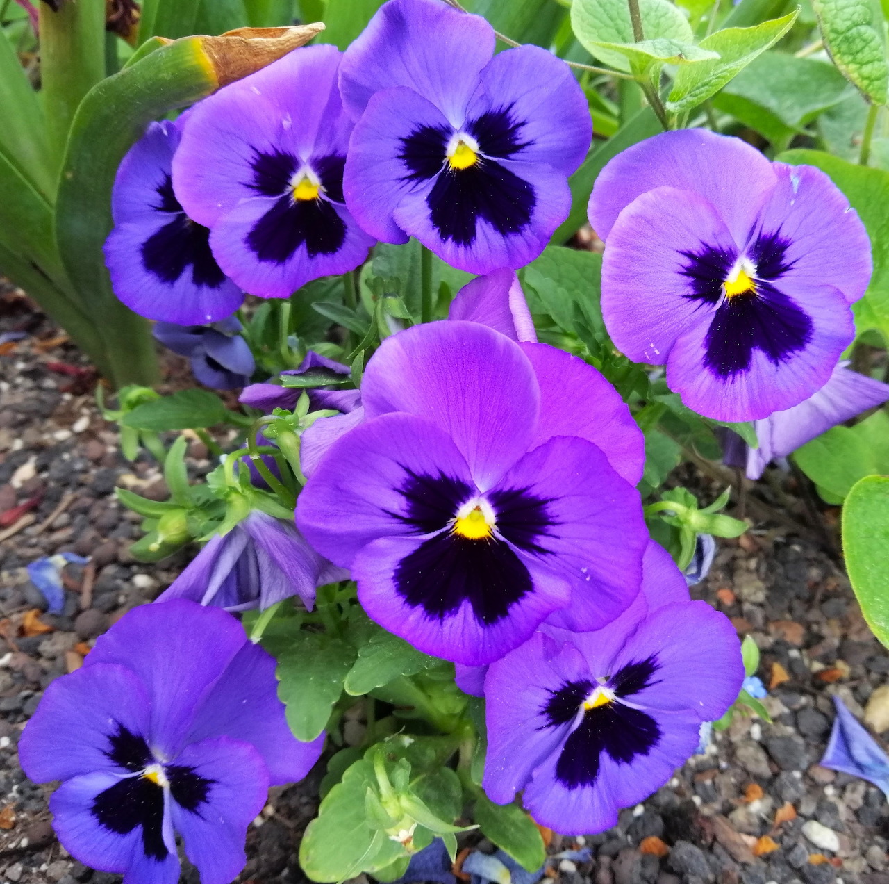 Close-up of blue-purple pansy flowers with dark centers in a garden bed
