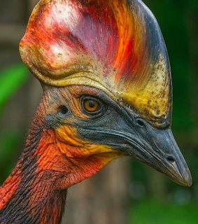 Close-up of a cassowary bird's head showing vibrant blue neck, orange casque, and dark beak