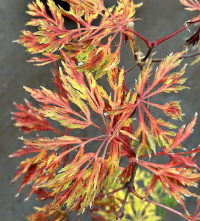 Japanese maple leaves in autumn colors of red, orange, yellow, and green on thin red branches