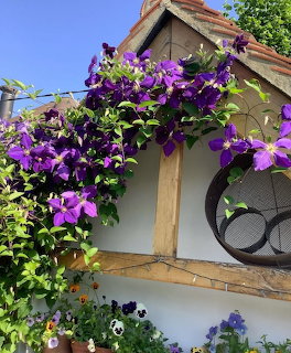 Purple clematis flowers bloming over a wooden garden shed with round window and pansies below