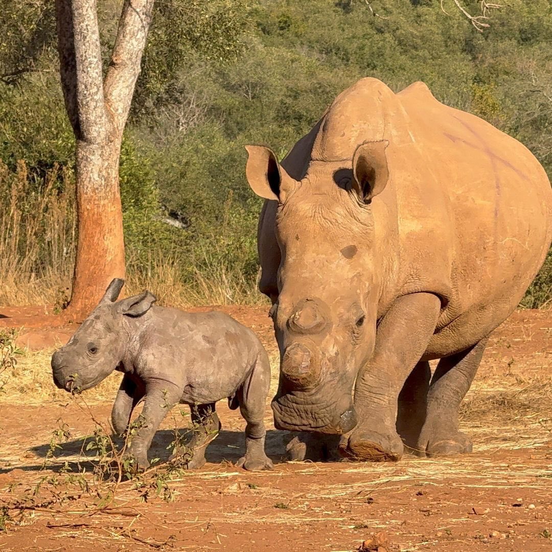 Adult white rhino and baby calf walking together on red soil in African bush landscape